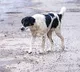 Farmer Killed In Dogs Attack In Parvathipuram Manyam District