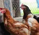UK declares itself free from bird flu