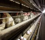 Centre directs to keep vigil on avian influenza