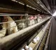 Centre directs to keep vigil on avian influenza