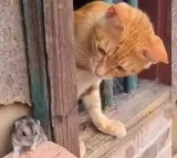 Tom and Jerry In Real Life Viral Video Of Cat Mouse Fighting and Cuddling is Too Cute
