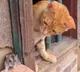 Tom and Jerry In Real Life Viral Video Of Cat Mouse Fighting and Cuddling is Too Cute