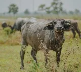 Watch ACs Installed In Shed To Save Buffaloes From Scorching Heat