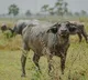 Watch ACs Installed In Shed To Save Buffaloes From Scorching Heat