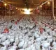 WHO Confirms First Human Death Of Bird Flu In Mexico