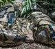 Indonesian Woman Who Went Missing Found Inside A Python After 3 Days