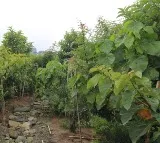 World’s largest Miyawaki forest in Hyderabad to be expanded
