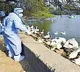 WHO confirms human case of bird flu in India 2nd case since 2019