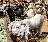 No social media display of 'qurbani': Islamic Centre's advisory
