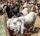 No social media display of 'qurbani': Islamic Centre's advisory