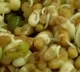 Some tips and Safely Consume of raw sprouts by ap7am