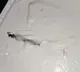 Uttar Pradesh woman claimed that she found a centipede an ice cream tub ordered online