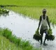 New Proposal From Agriculture Officers To loan waiver In Telangana