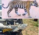 Tiger collides with a speeding car on Nellore Mumbai highway