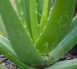 Do You Know Benefits of Aloe Vera