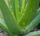 Do You Know Benefits of Aloe Vera