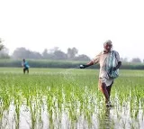 Central cabinet nod to increasing MSP for 2024 25