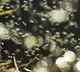 Why is Hawaii releasing mosquitos from helicopters do you know