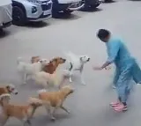 woman attacked by stray dogs in rayadurgam husbands appeal citizens to not feed stray dogs
