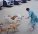 woman attacked by stray dogs in rayadurgam husbands appeal citizens to not feed stray dogs