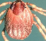 Docs call for more surveillance as Pak sees deadly tick-borne virus outbreak