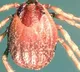 Docs call for more surveillance as Pak sees deadly tick-borne virus outbreak