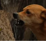 Vizag man, son die after pet dog bites them