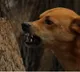 Vizag man, son die after pet dog bites them