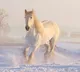 Why Are Horses with Broken Legs Killed