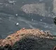 TBGKS Dharna against coal mines auction