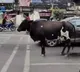 Cow patiently waits for green light in Pune viral video amazes netizens