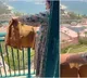 Indian woman drying clothes in five star hotel balcony video goes viral