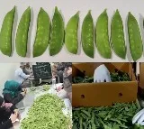 PM Modi highlights Kashmiri snow peas in ‘Mann Ki Baat’