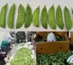 PM Modi highlights Kashmiri snow peas in ‘Mann Ki Baat’