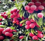 Punjab’s luscious litchis hit Britain markets