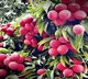 Punjab’s luscious litchis hit Britain markets