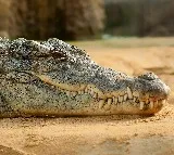 Crocodile casually strolls through streets of Ratnagiri in Maharashtra