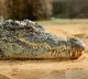 Crocodile casually strolls through streets of Ratnagiri in Maharashtra