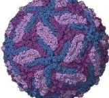 Pune Zika cases rise to 8: Centre issues advisory to states to step up vigil