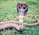 UP man survives five snake bites in 45 days