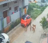 Stray Dogs Attack A Boy Who Was Playing In Front Of House in Sangareddy District