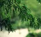 Why its dangeours to stand under tree while its raining