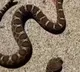 How is this possible Snake Bites Its Headless Body After Death Netizens React Video