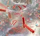 Human behaviour abetted deadly bacteria to become epidemic: Study