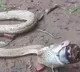 Cobra Swallows Cough Syrup Bottle In Odisha watch How It Was Rescued