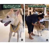 woman buys gold chain for pet dog Tiger viral video