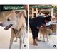 woman buys gold chain for pet dog Tiger viral video
