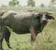 How A Buffalo Solved A Problem That A Village Panchayat Couldnt In UP