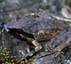 Scientists discover new horned frog species in Arunachal Pradesh