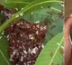 Red Ants Chutney Viral Video